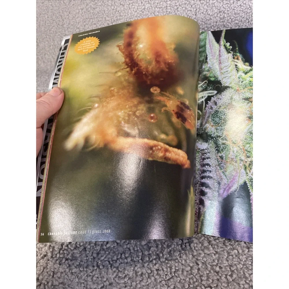 N/A cannabis culture